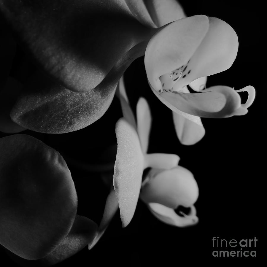 Orchid - Macro 1 Black And White Photograph