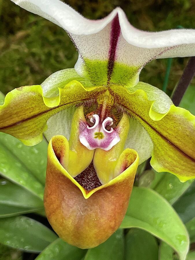Orchid macro Photograph by Jane Linders