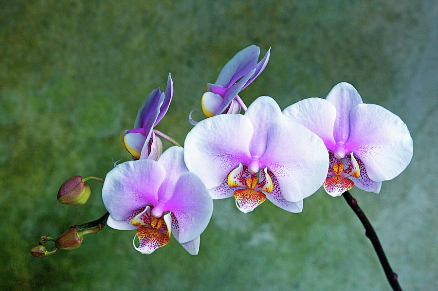 Orchid Magic Photograph by Rochelle Berman
