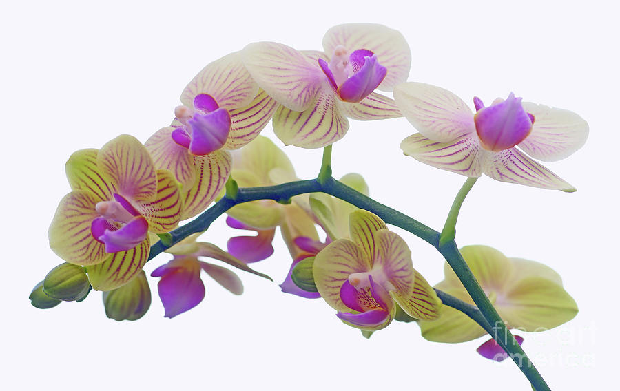 Orchid Mania Photograph by Larry Nieland