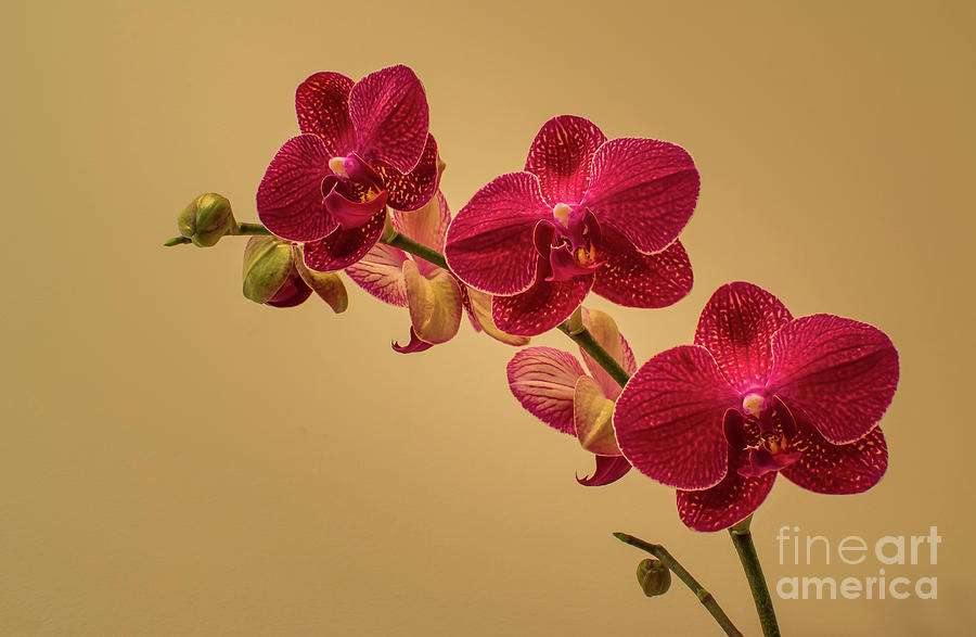 Flower Photograph - Orchid by Mark Ali