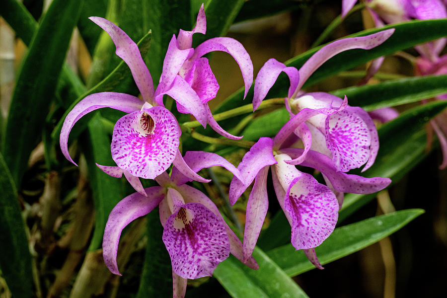 Orchid Medley Photograph by Margaret Zabor