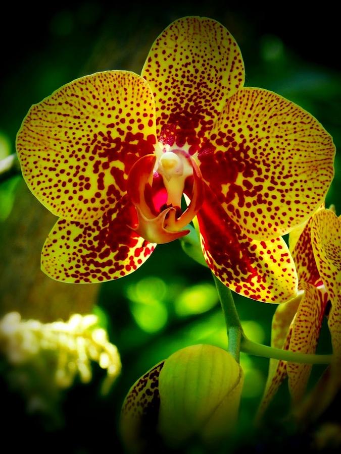 Orchid of Love Photograph by Judy Stepanian