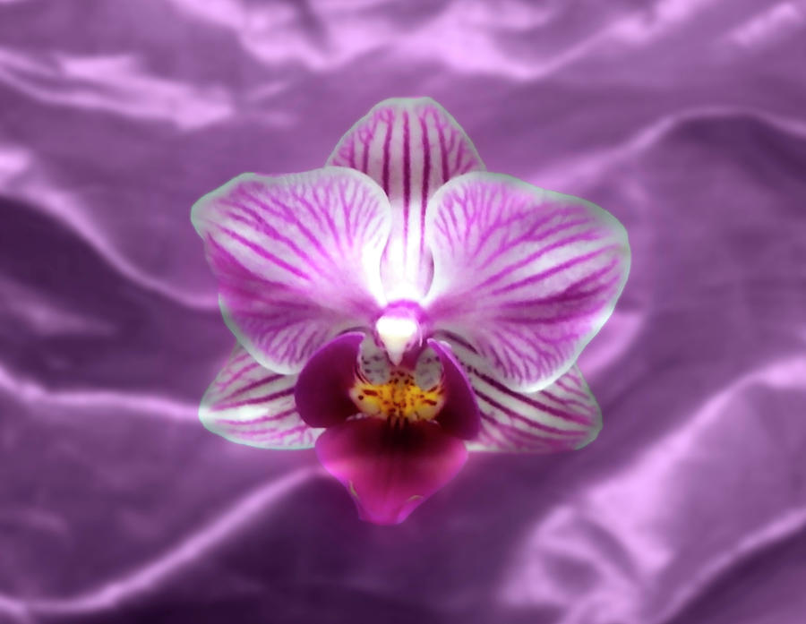 Orchid On Light Purple Textile Photograph by Johanna Hurmerinta