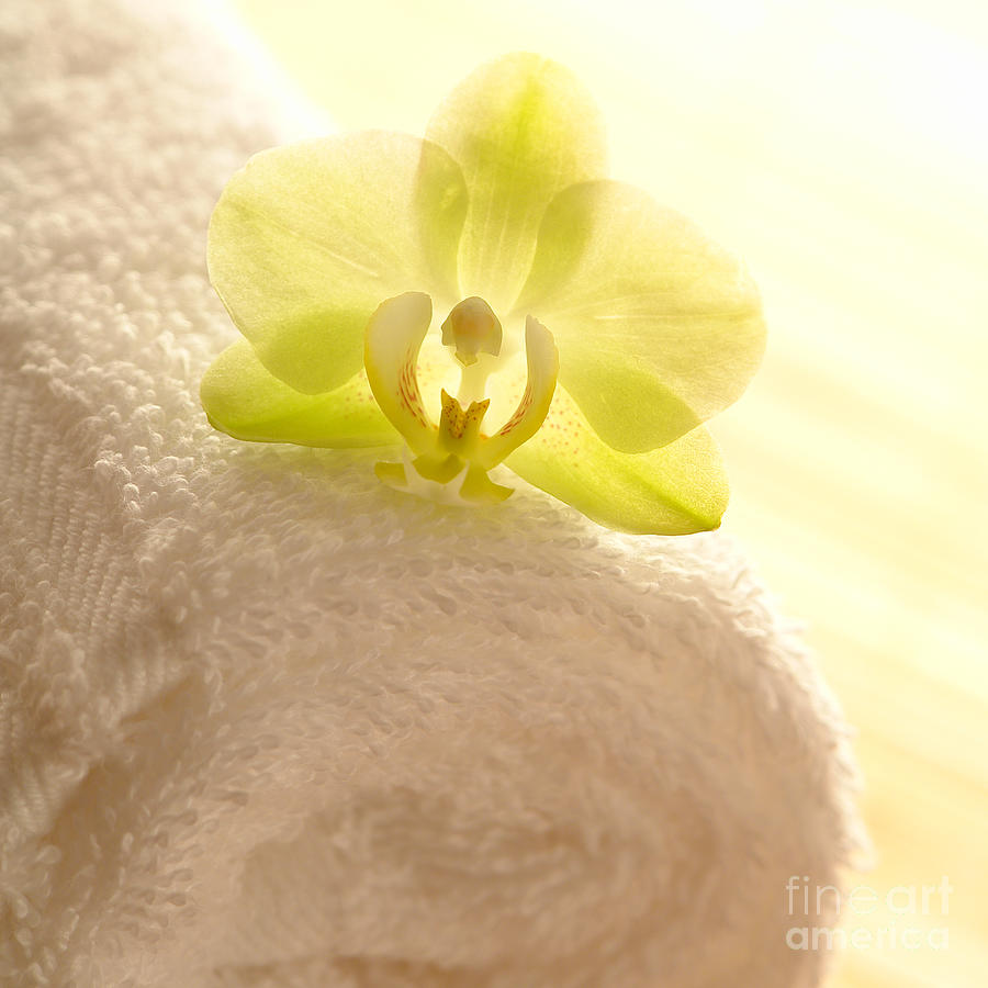 Orchid on Towel Photograph by Olivier Le Queinec