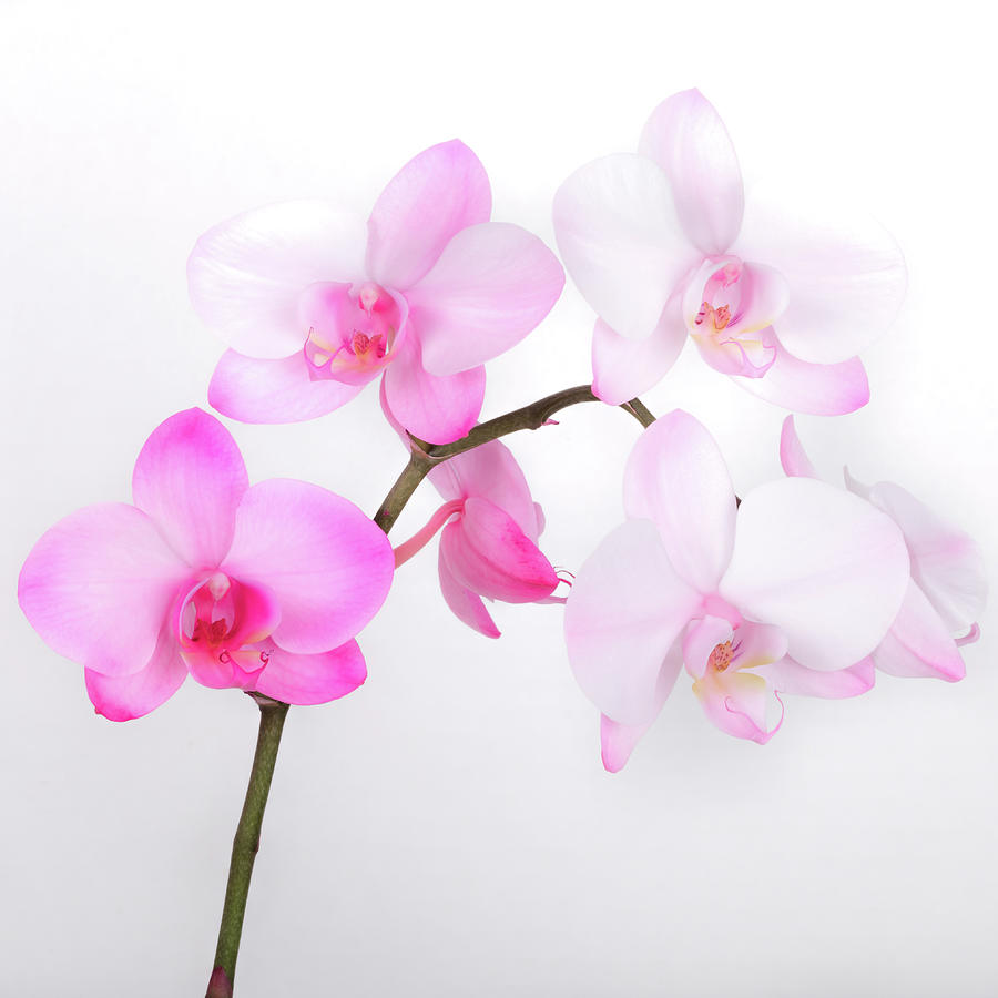 Orchid on White Photograph by Joe Myeress
