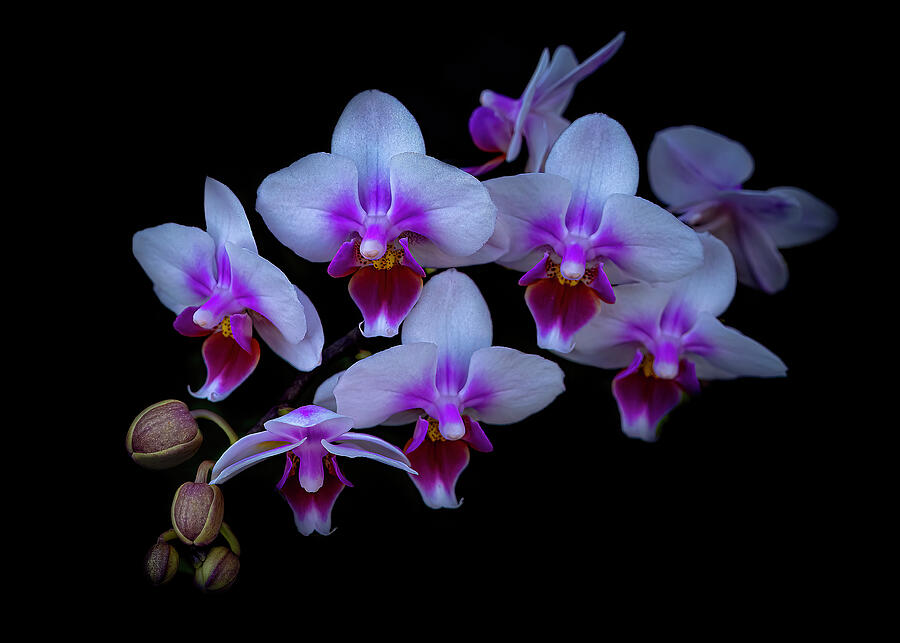 Orchid Opulence - A Dance of Colors in the Dark Photograph by Lily Malor