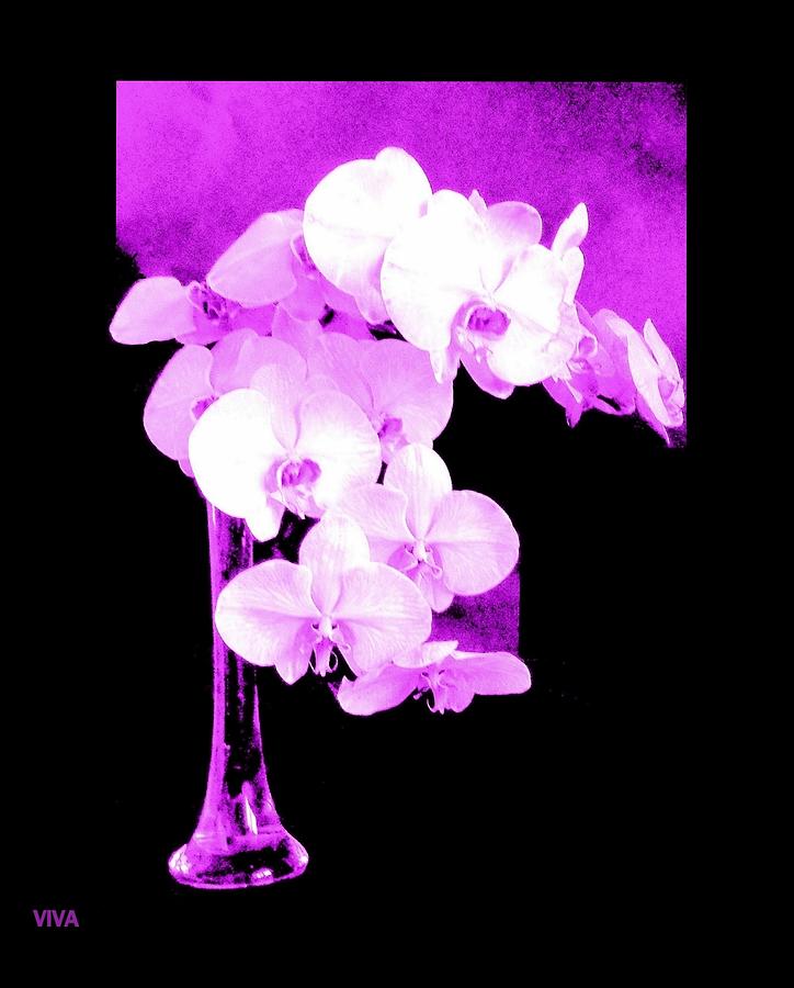 Orchid  Orchids by VIVA  Photograph by VIVA Anderson