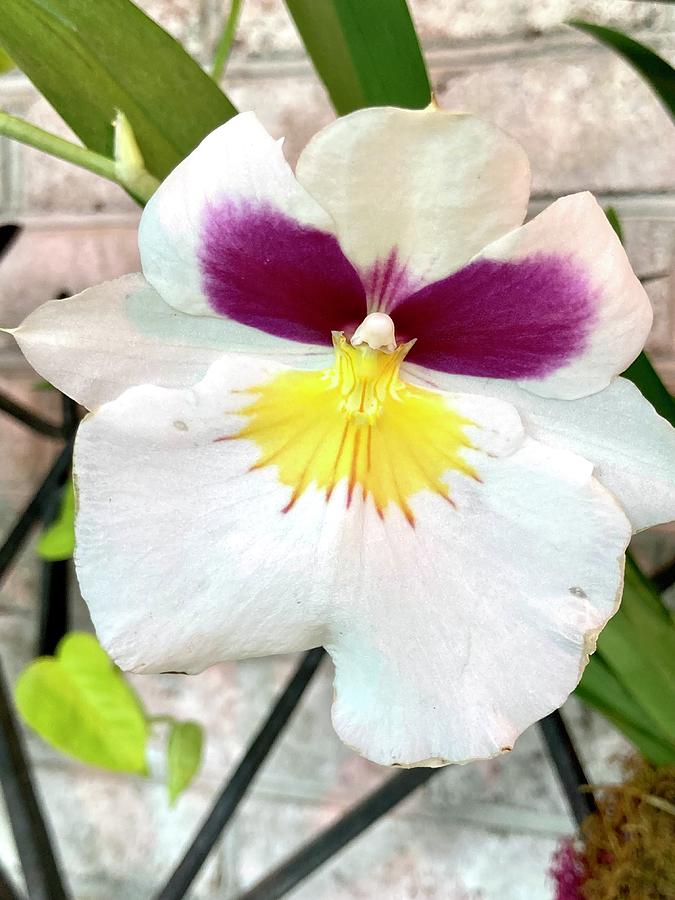 Orchid Pansy Photograph by Alice Terrill