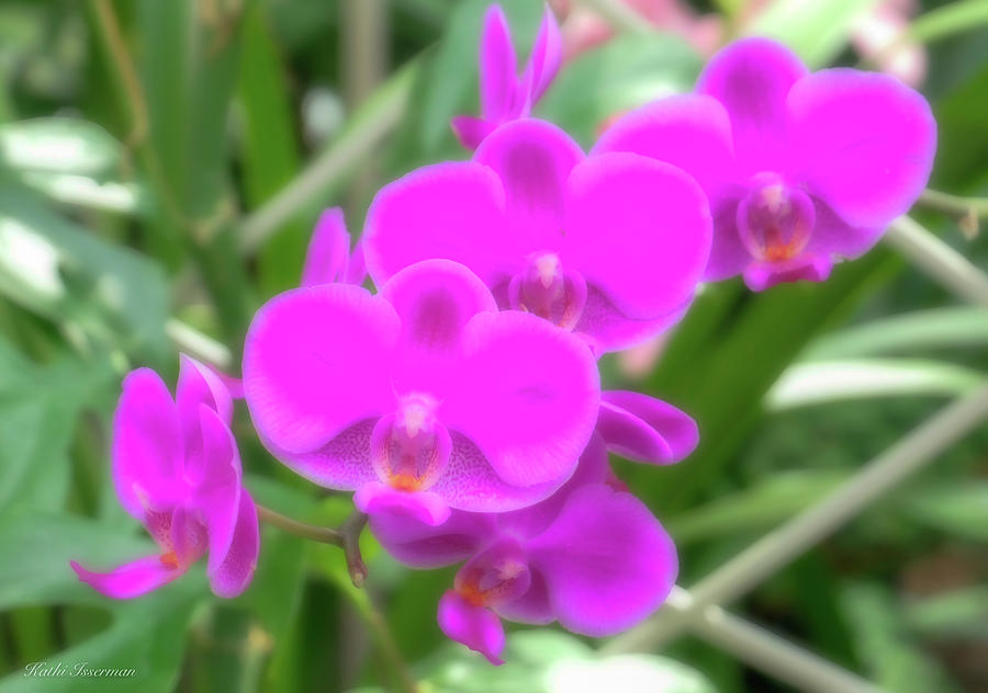 Orchid Perfection  Photograph by Kathi Isserman