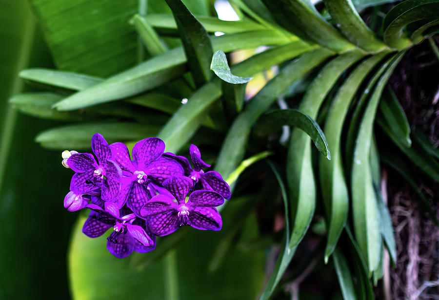 Peacock Photograph - Orchid by Peyton Vaughn Peacock Photograph - Orchid by Peyton Vaughn
