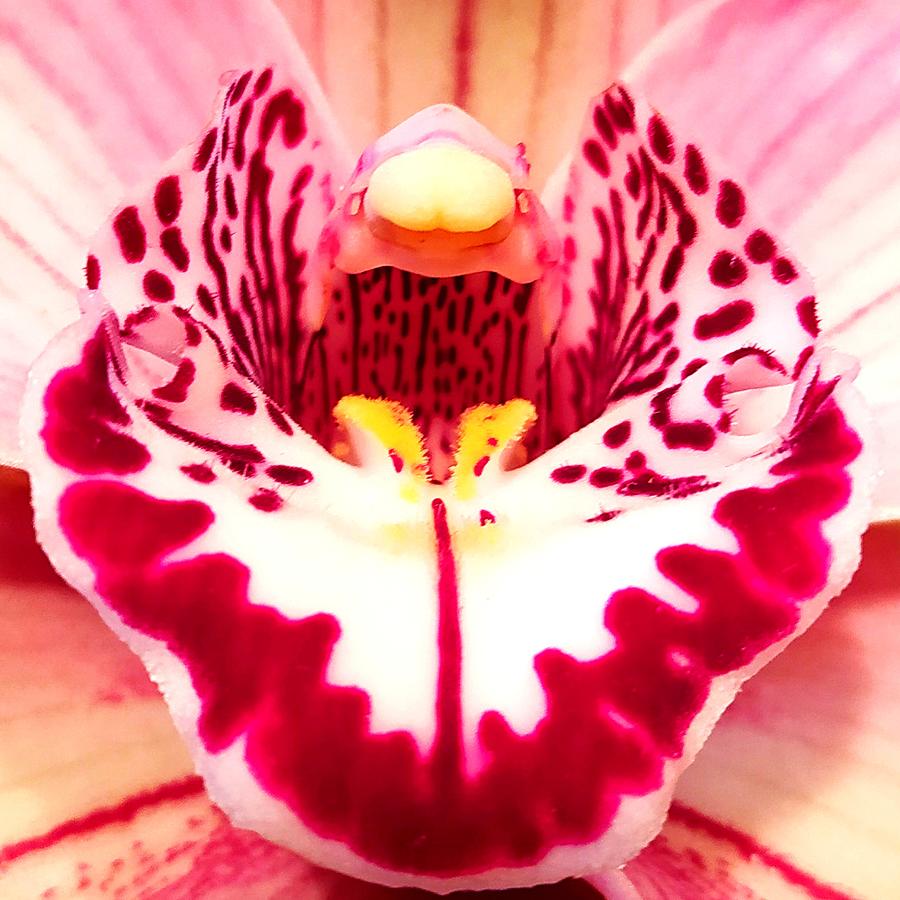 Orchid Photograph - Orchid Phalenopsis by Angel One
