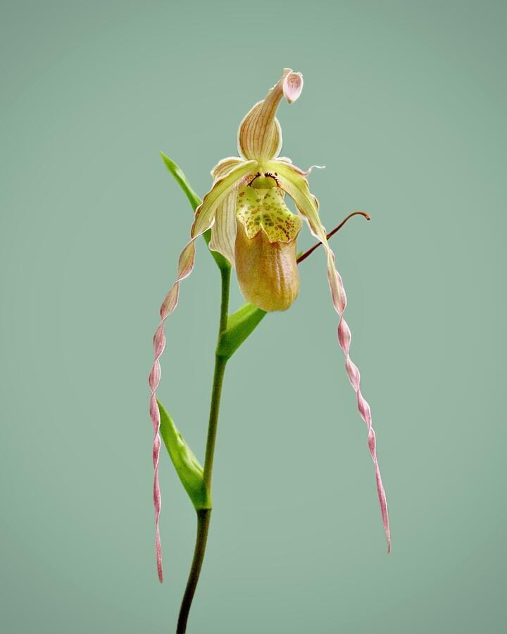 Orchid Phragmipedium Photograph by Masha Batkova