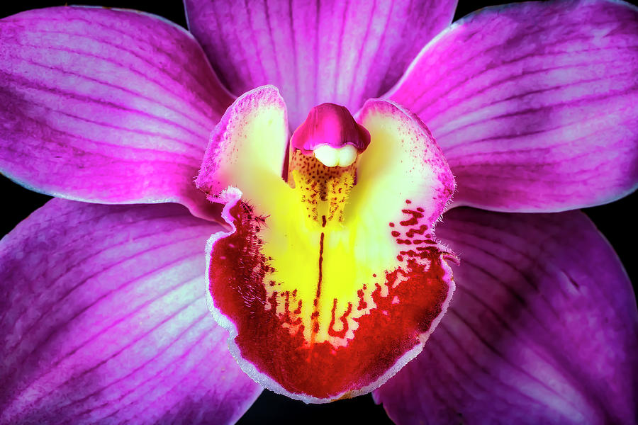 Orchid Pink And Yellow Photograph by Garry Gay