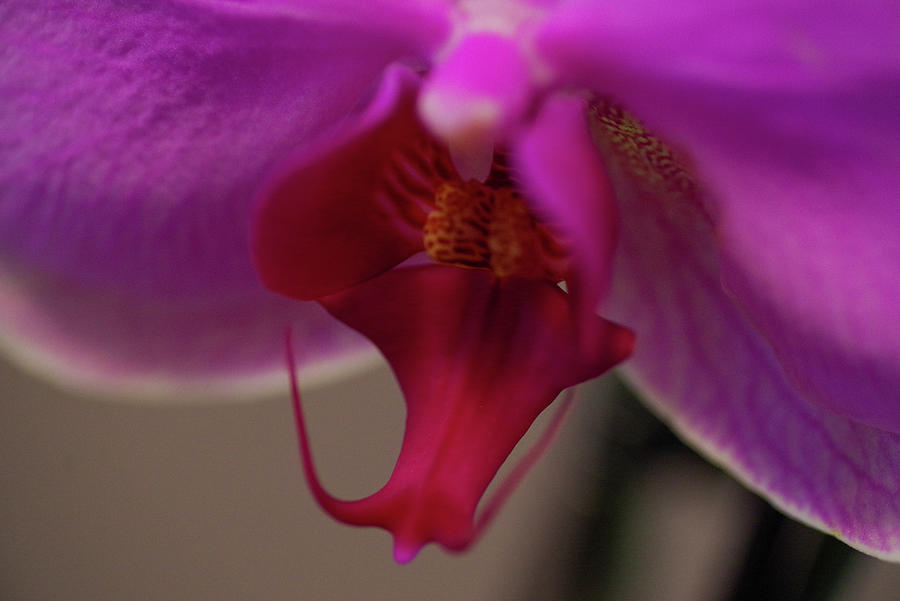 Orchid Pistil Photograph