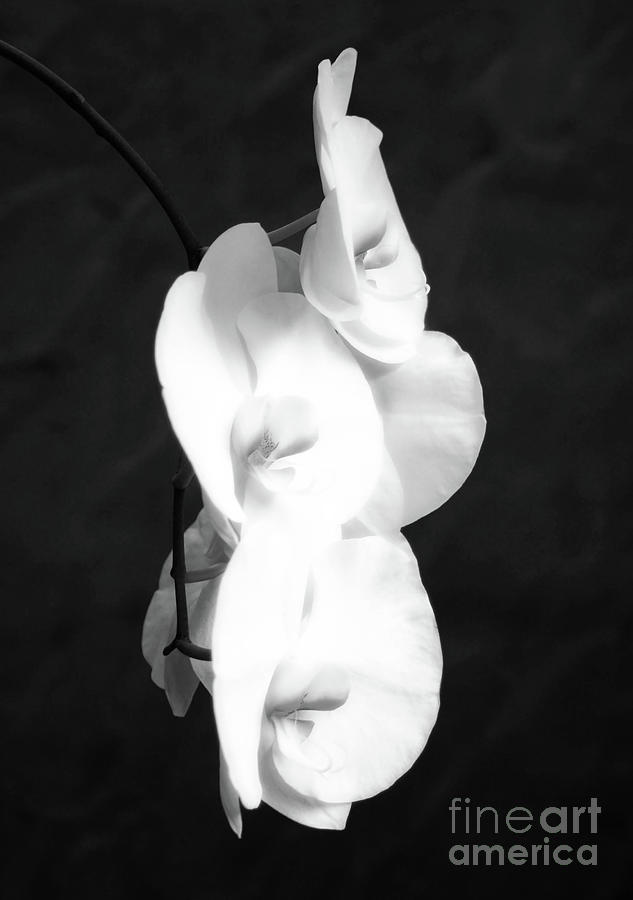 Orchid Photograph - Orchid Portrait black and white by Jennie MacDonald Orchid Photograph - Orchid Portrait black and white by Jennie MacDonald