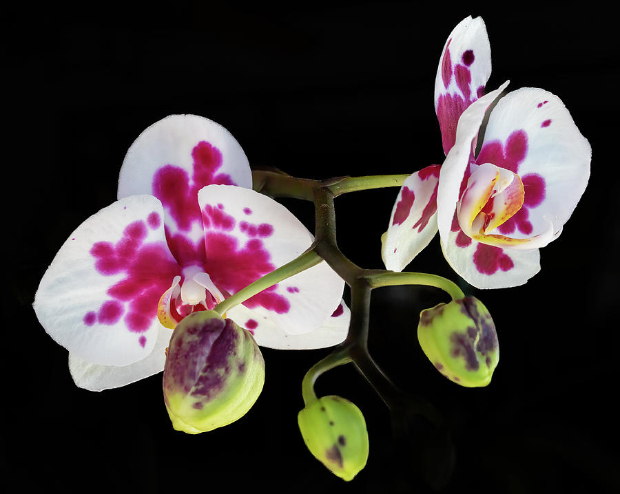Orchid Promise Photograph by Richard Goldman
