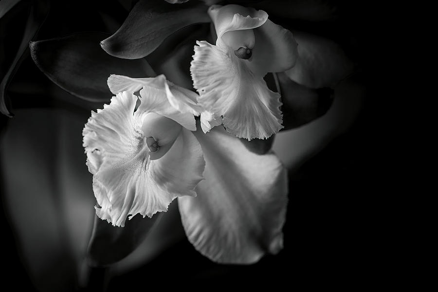 Orchid by Ronald Santini Orchid by Ronald Santini