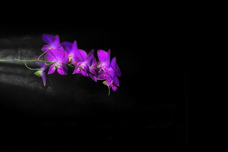 Orchid Rush Photograph by Jim Signorelli