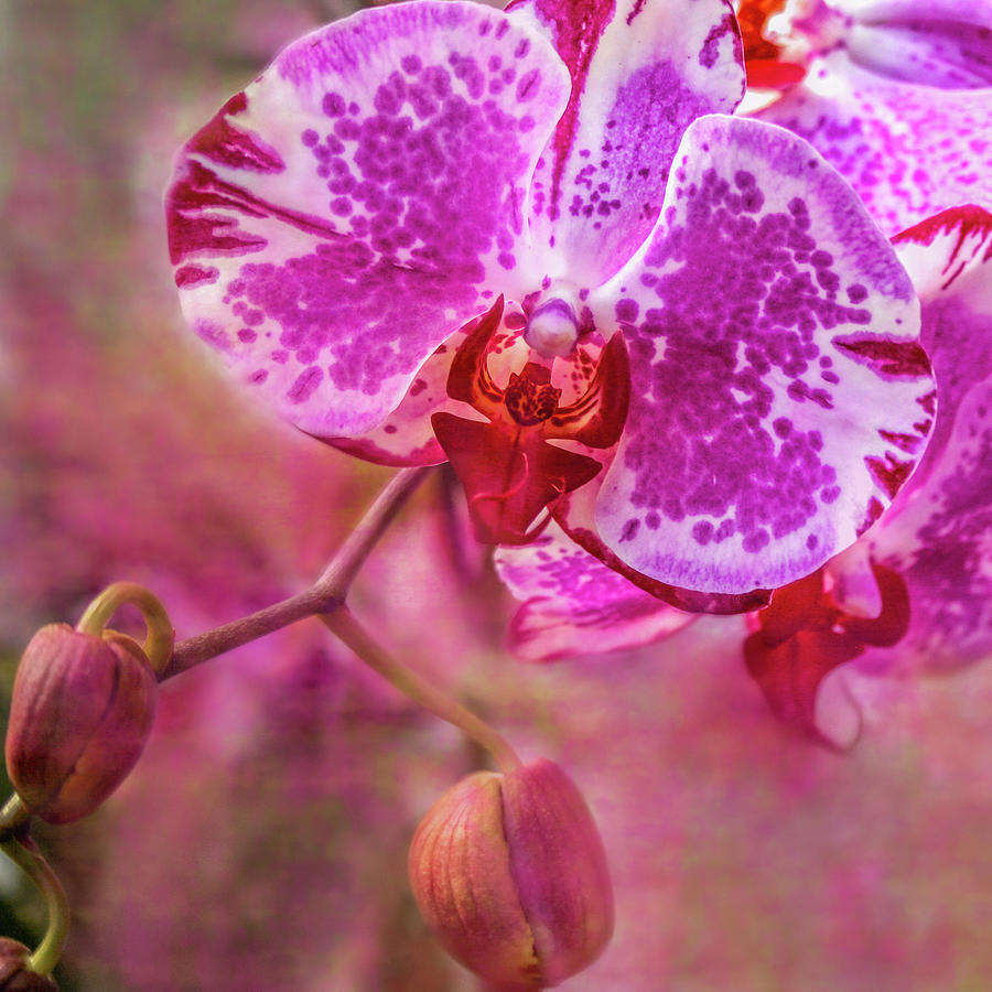 Orchid Photograph by Sally Bauer