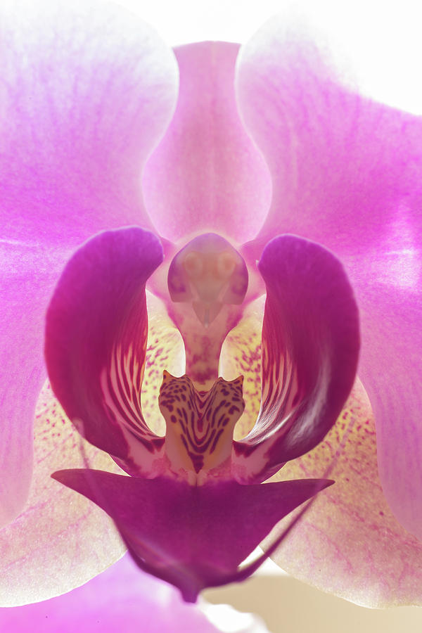 Orchid Photograph by SAURAVphoto Online Store