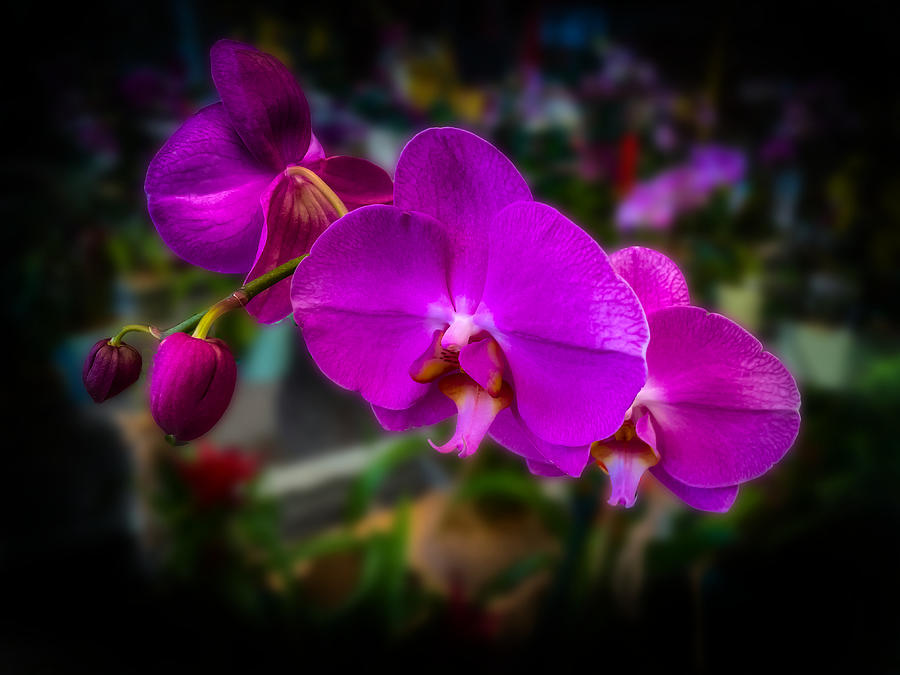 Orchid Series 5423 Photograph by Carlos Diaz