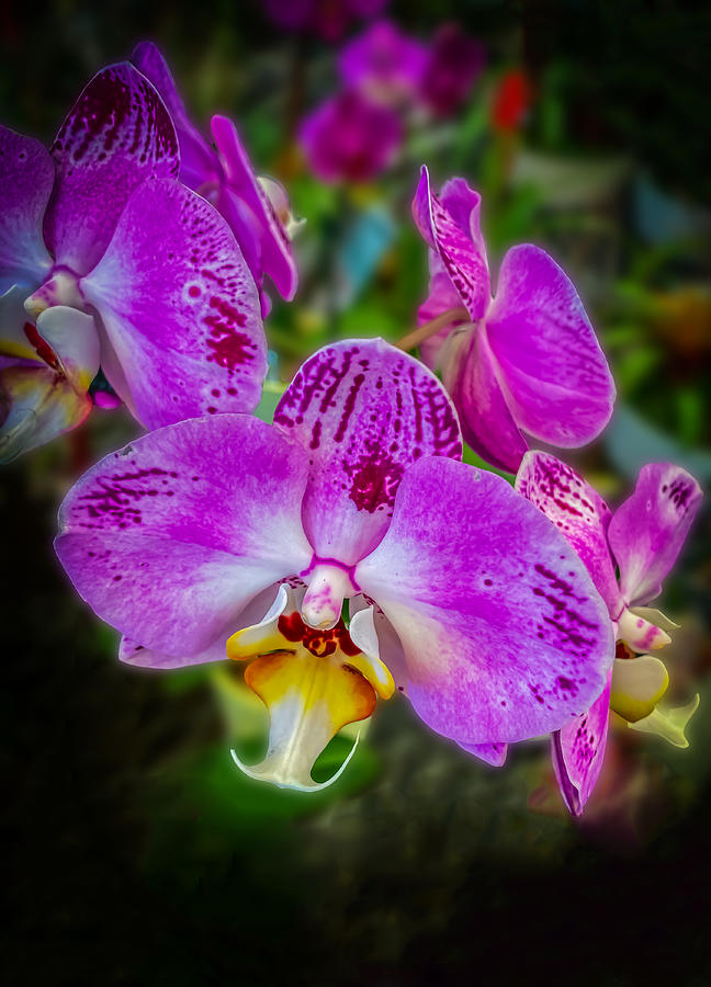 Orchid Series 5425 Photograph by Carlos Diaz