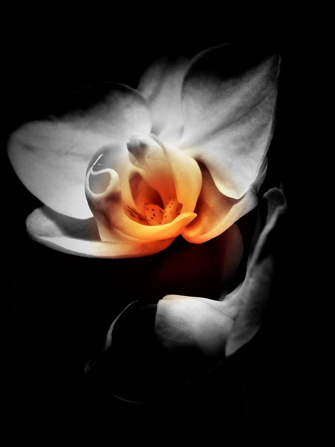 Orchid Shadow Photograph by Gena Herro