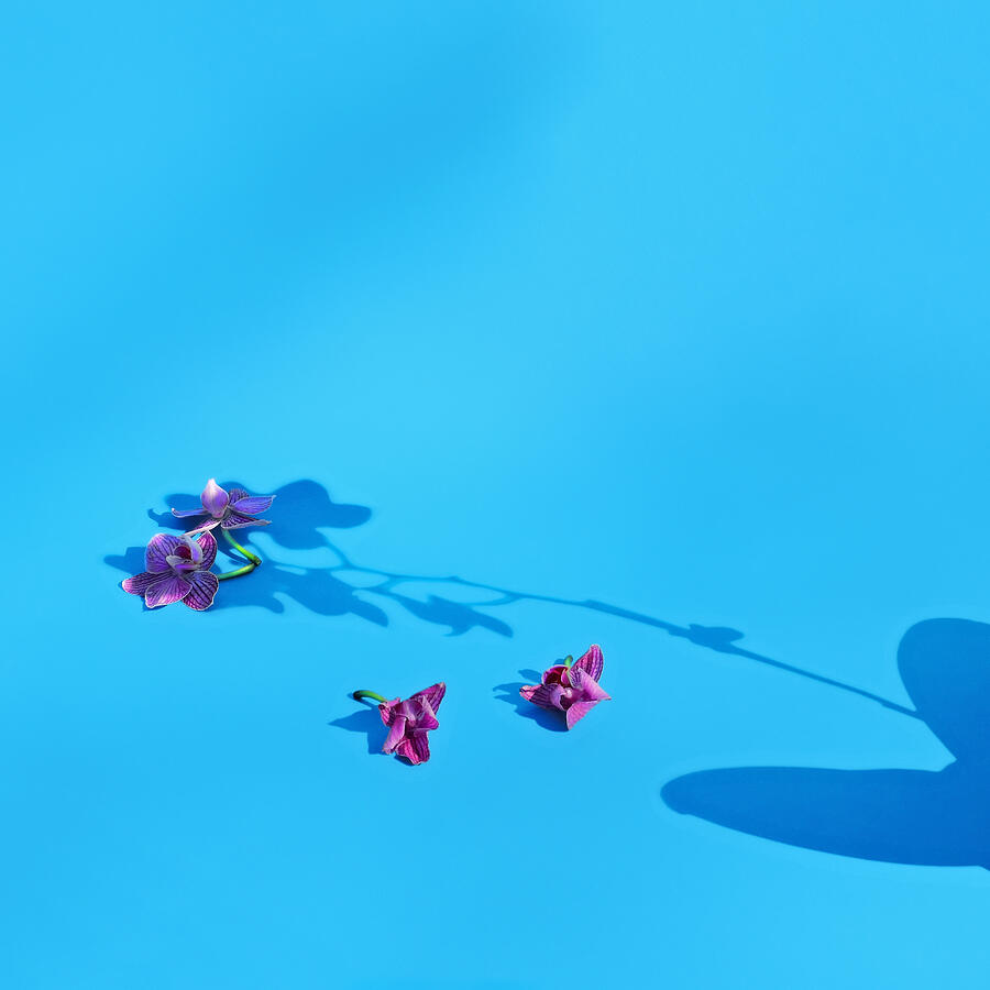 Orchid Shadow on Blue Background Photograph by Juj Winn