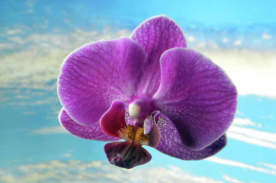 Orchid Sky Photograph by Terence Davis