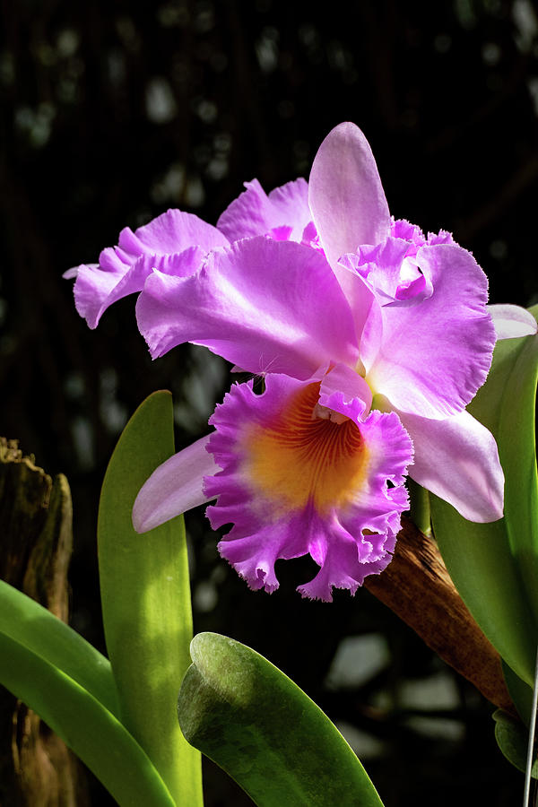 Orchid Soloist Photograph by Margaret Zabor