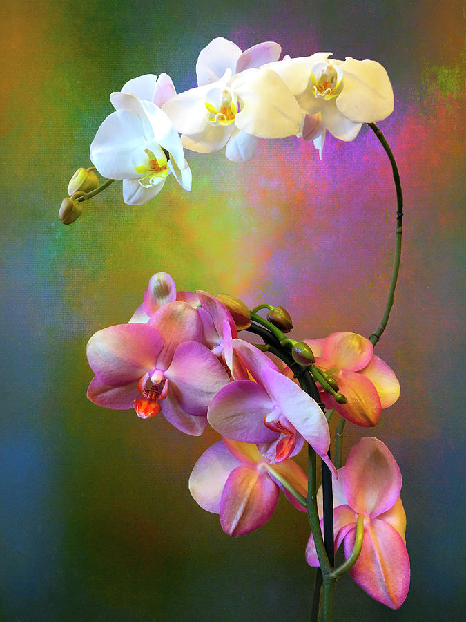 Orchid Splash Photograph by Christina Ford