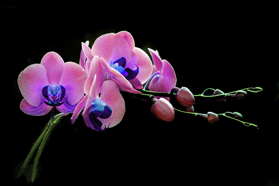 Orchid Splendor Photograph by Jessica Jenney