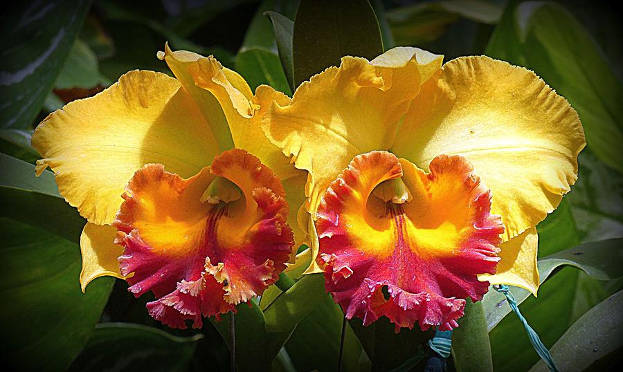 Orchid Splendor Photograph by Lori Seaman