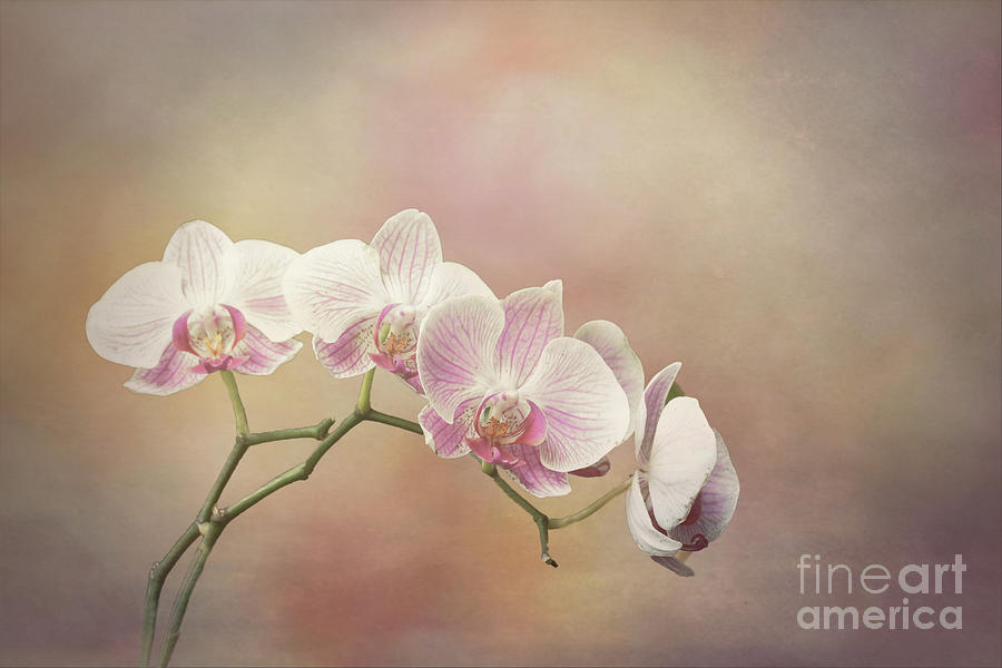 Orchid Spray Photograph
