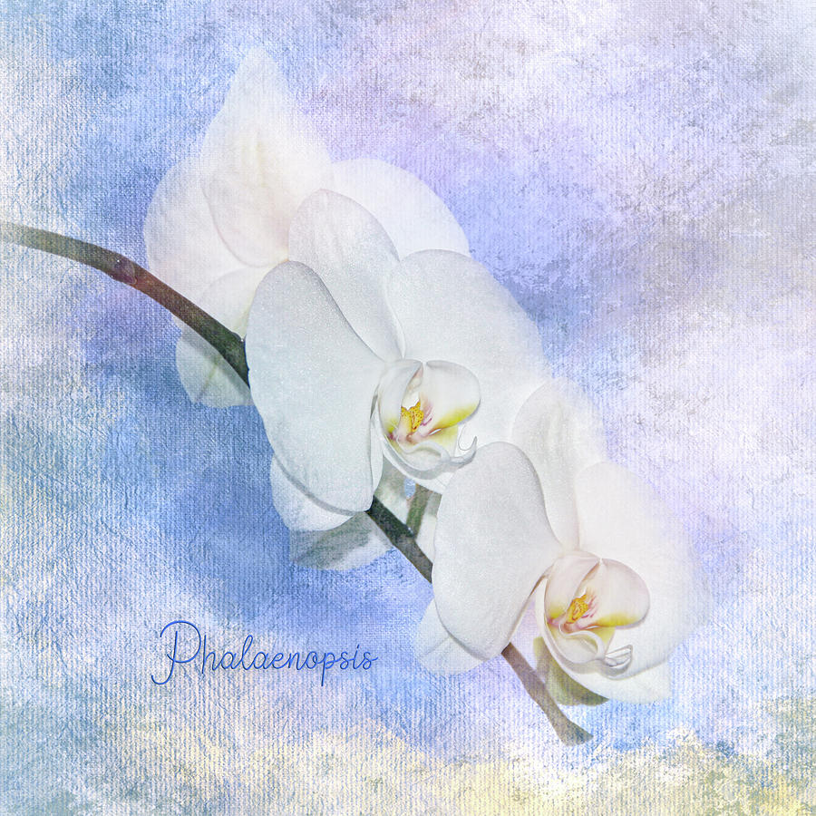 Orchid Spray Texture Square Photograph