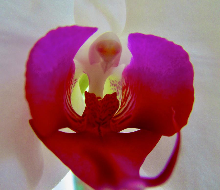 Orchid Photograph by Stephanie Moore