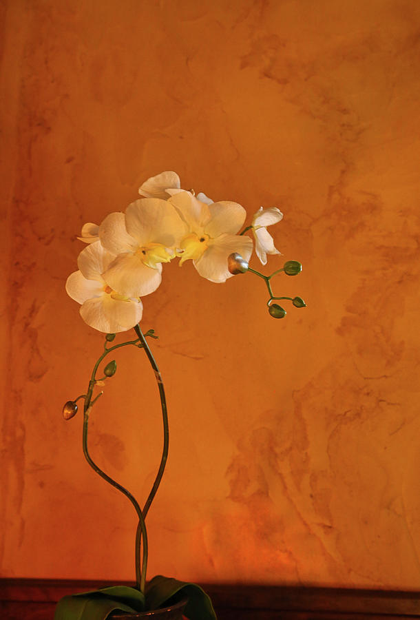 Orchid Still Life Photograph