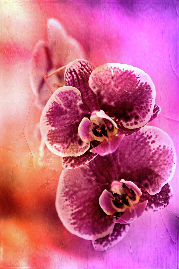 Orchid Photograph - Orchid Summer Blast by Toni Hopper
