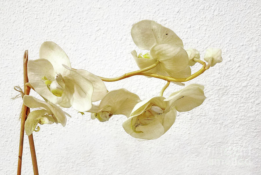 Orchid Tan Painting by Sharon Williams Eng