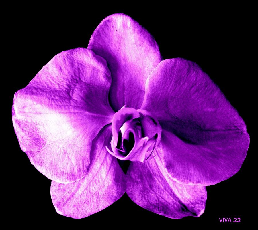 Orchid - The Queen-Purple Photograph by VIVA Anderson
