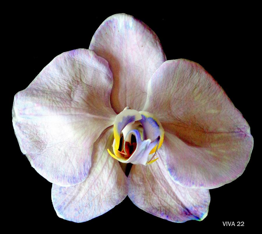 Orchid-The  Queen Photograph by VIVA Anderson