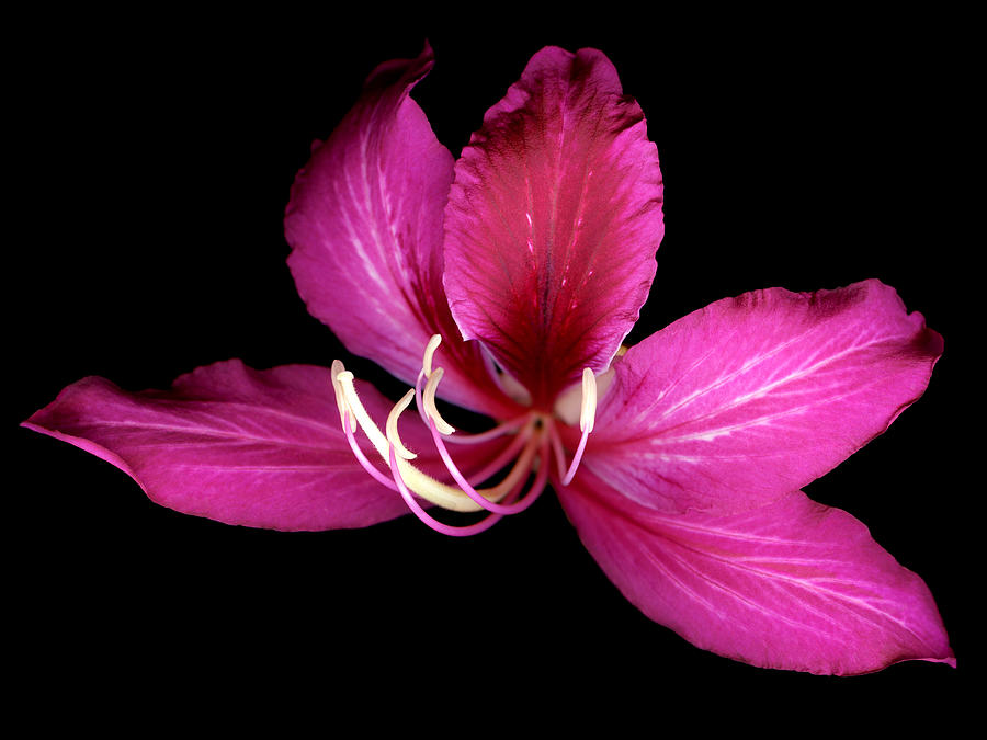 Orchid Tree Blossom Photograph by Marsha Tudor