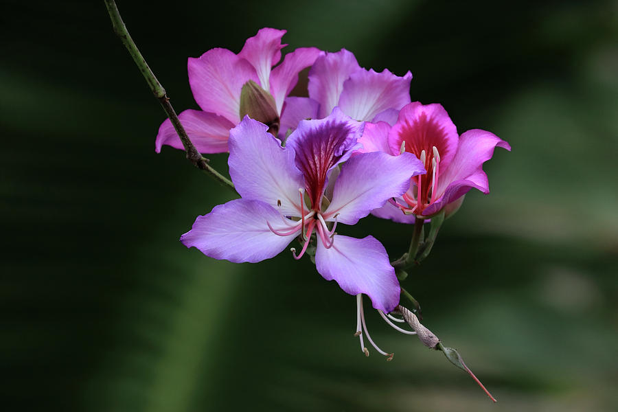 Orchid Tree Blossoms Photograph by Shane Bechler