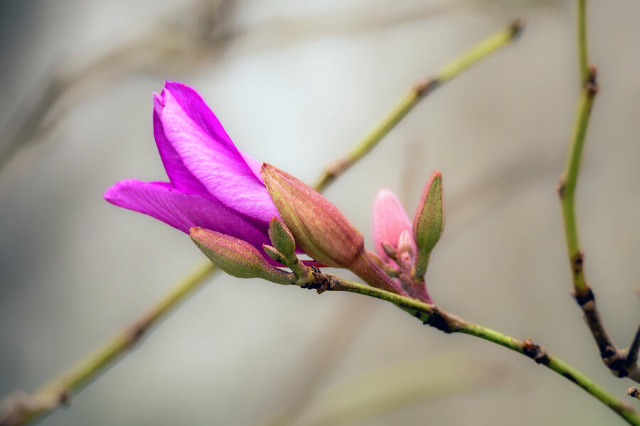 Orchid Tree Bud Photograph by Debra Martz Orchid Tree Bud Photograph by Debra Martz