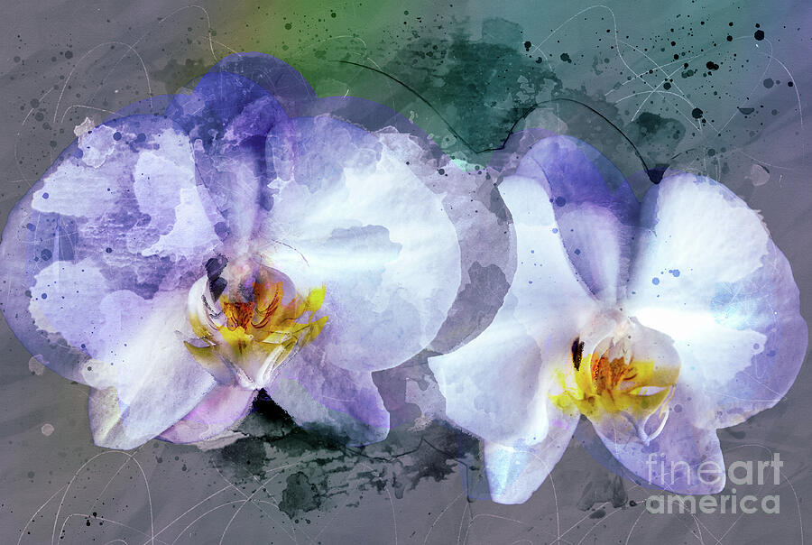 Orchid Twins Digital Art by Anthony Ellis