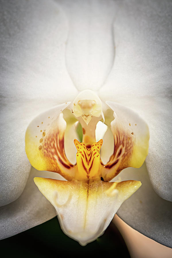 Orchid Up Close Photograph by Joann Long