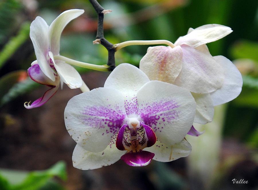 Orchid Photograph by Vallee Johnson
