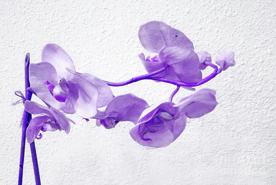Orchid Violet Painting by Sharon Williams Eng