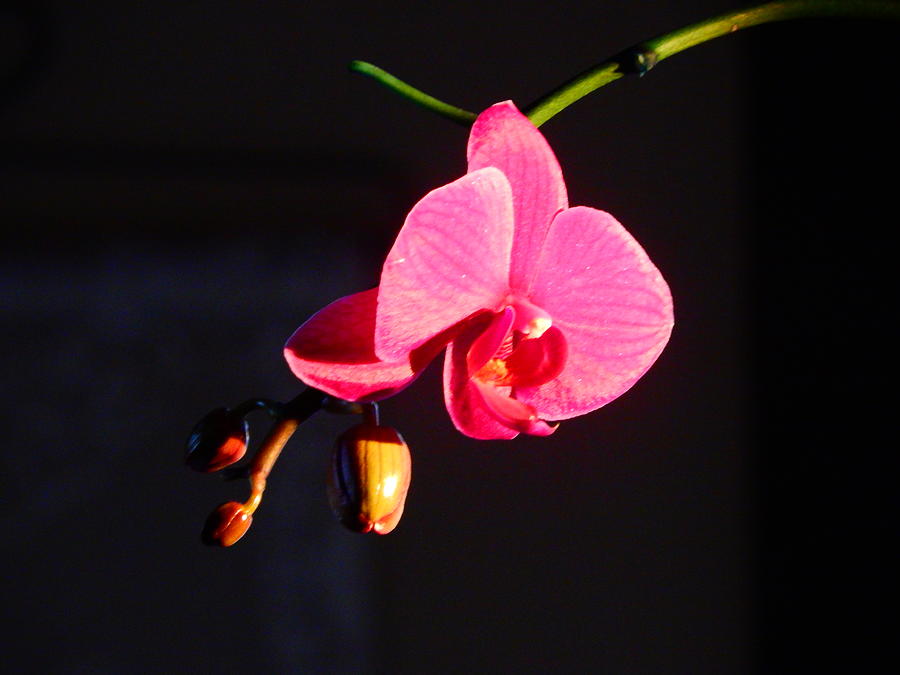 Orchid Photograph by Virginia White